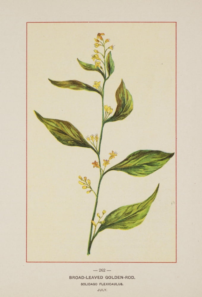 Wild Flowers of America 1894 Broad-leaved Goldenrod Canvas Art - Unknown (24 x 36)