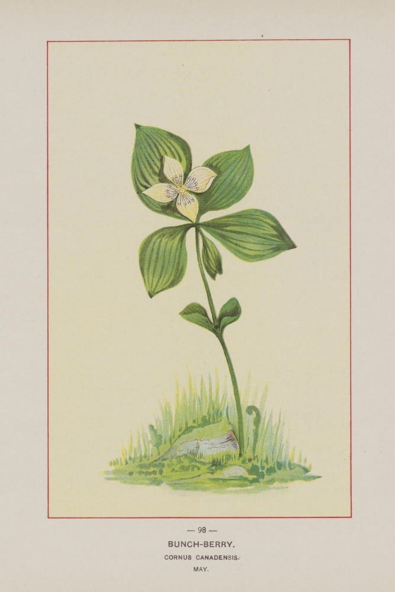 Wild Flowers of America 1894 Bunch-berry Canvas Art - Unknown (24 x 36)