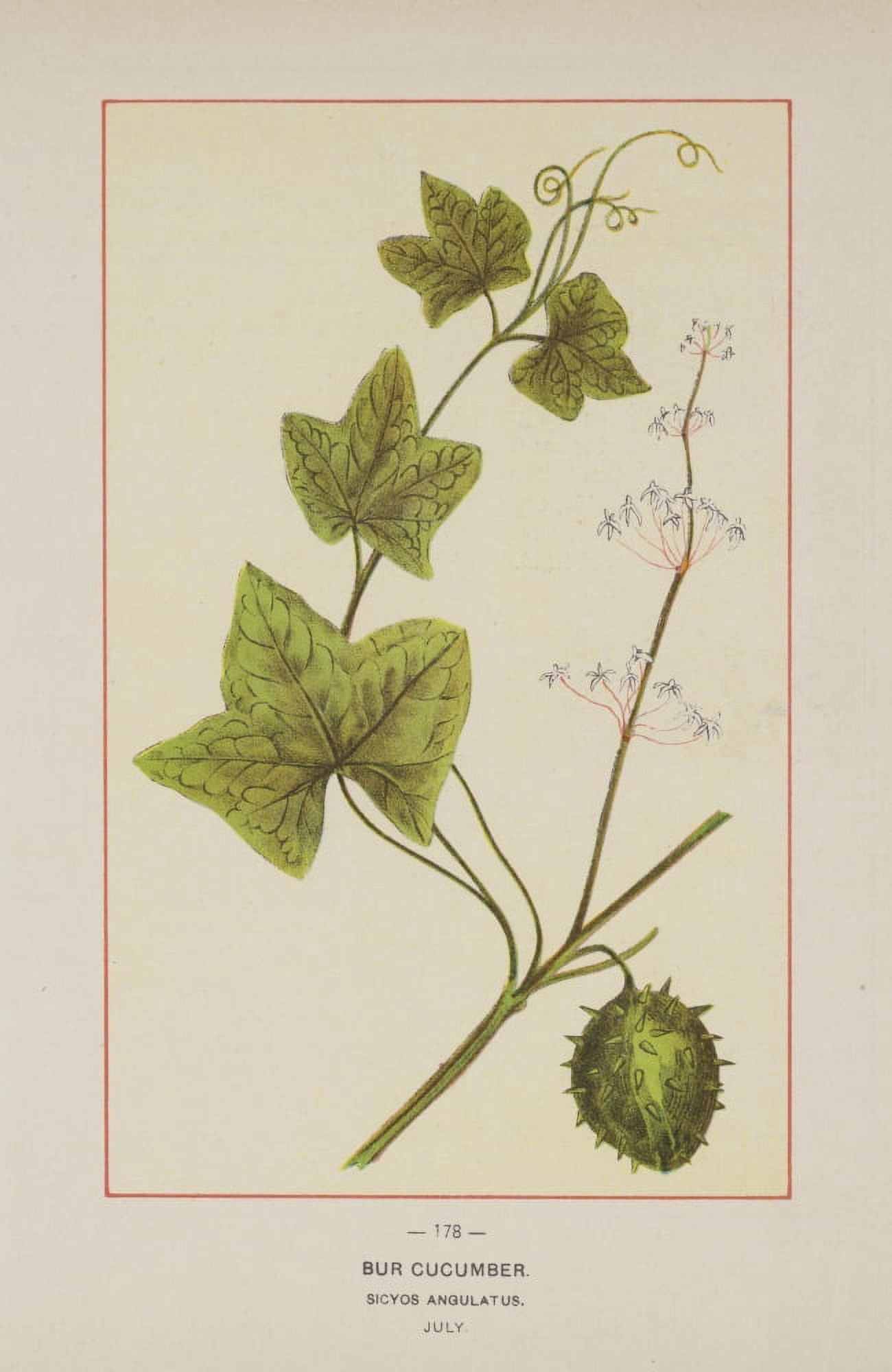 Wild Flowers of America 1894 Bur Cucumber Canvas Art - Unknown (18 x 24)