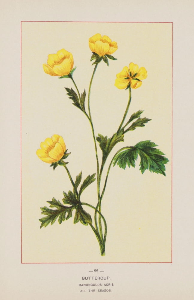 Wild Flowers of America 1894 Buttercup Canvas Art - Unknown (18 x 24)