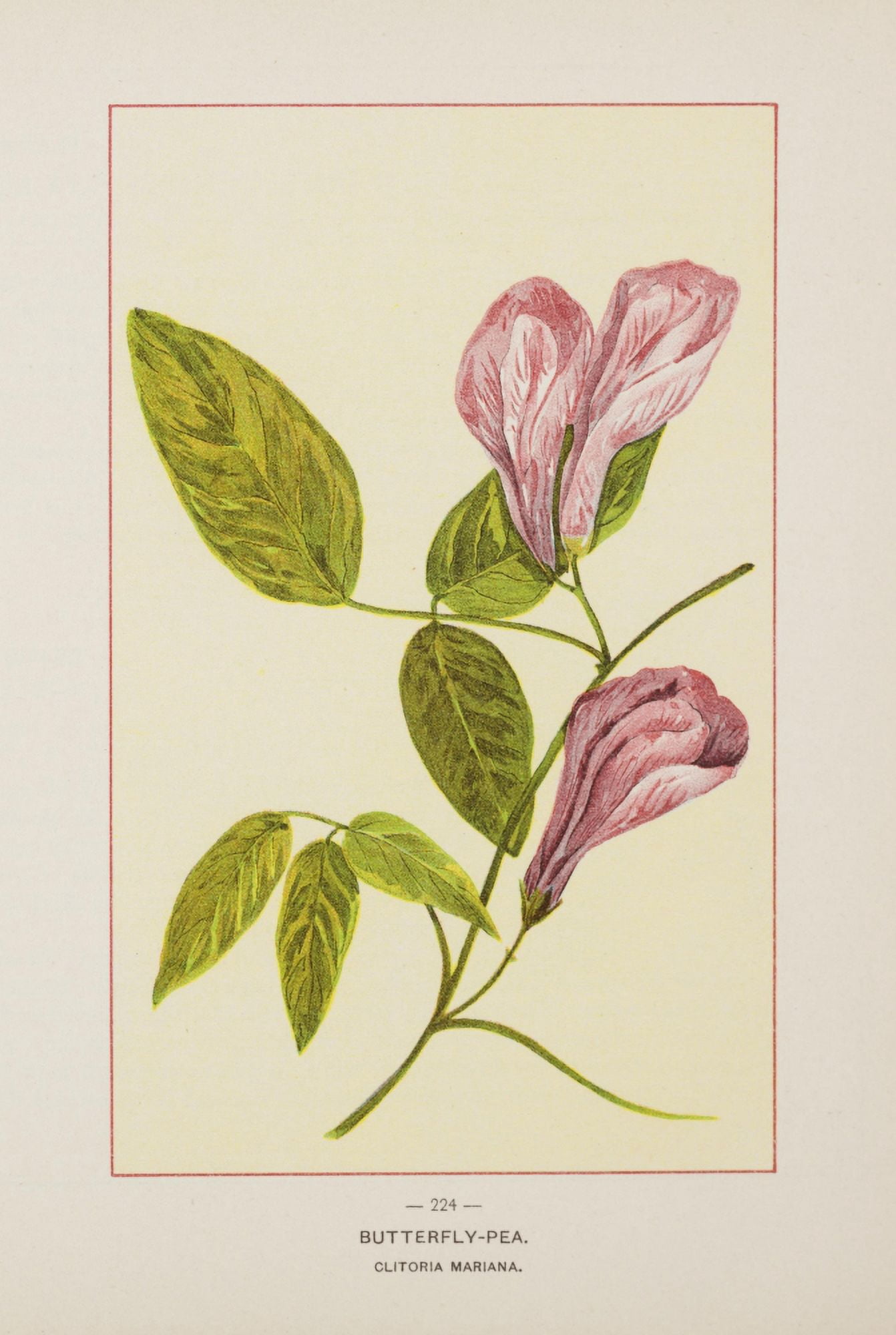 Wild Flowers of America 1894 Butterfly-pea Canvas Art - Unknown (24 x 36)