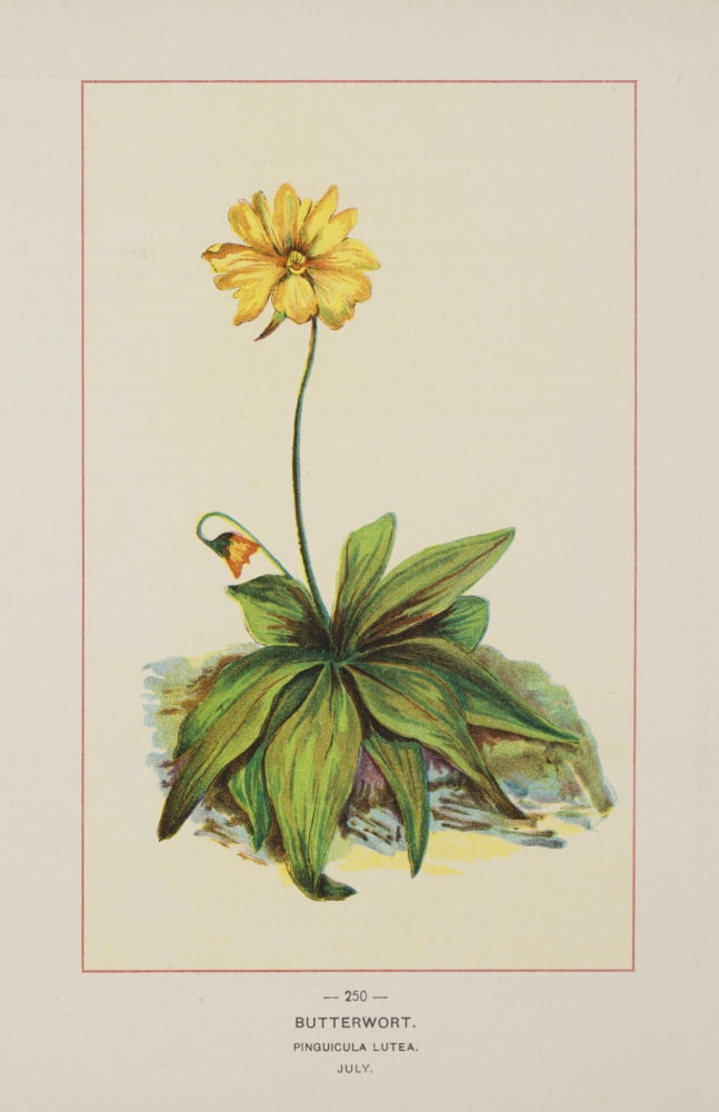 Wild Flowers of America 1894 Butterwort Canvas Art - Unknown (18 x 24)