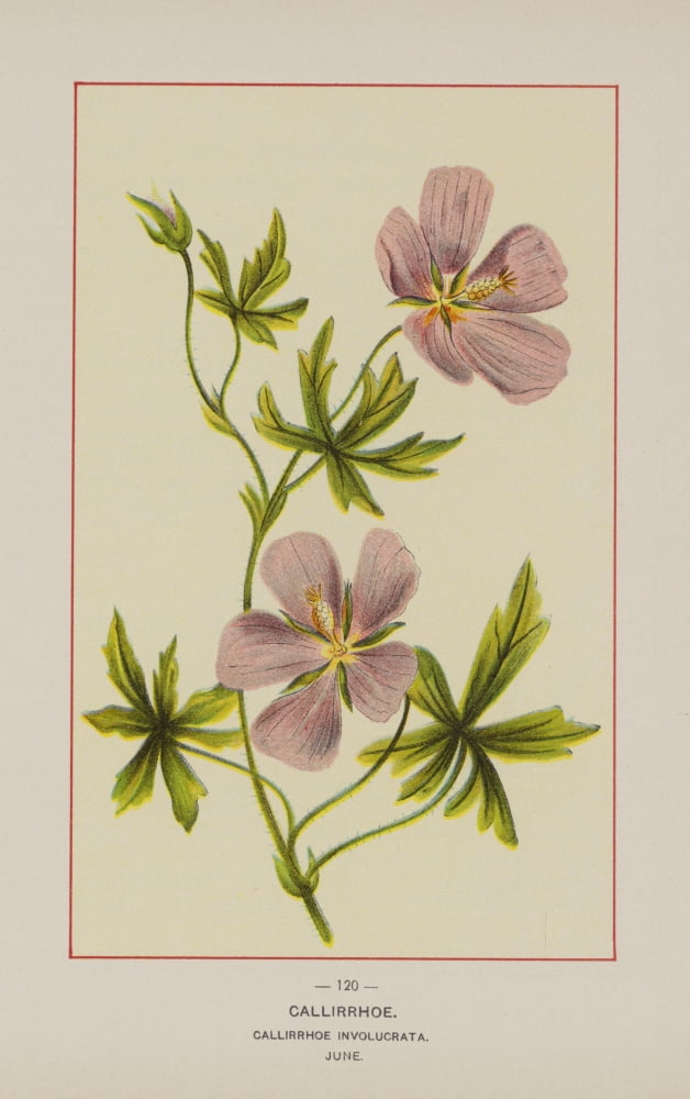 Wild Flowers of America 1894 Callirrhoe Canvas Art - Unknown (18 x 24)