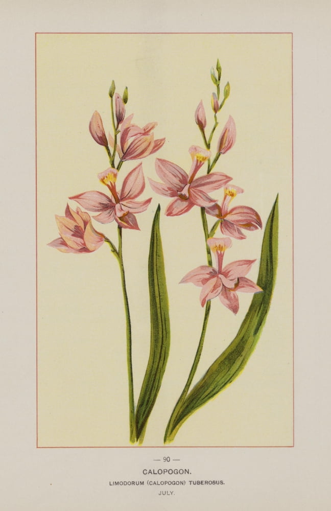 Wild Flowers of America 1894 Calopogon Canvas Art - Unknown (24 x 36)