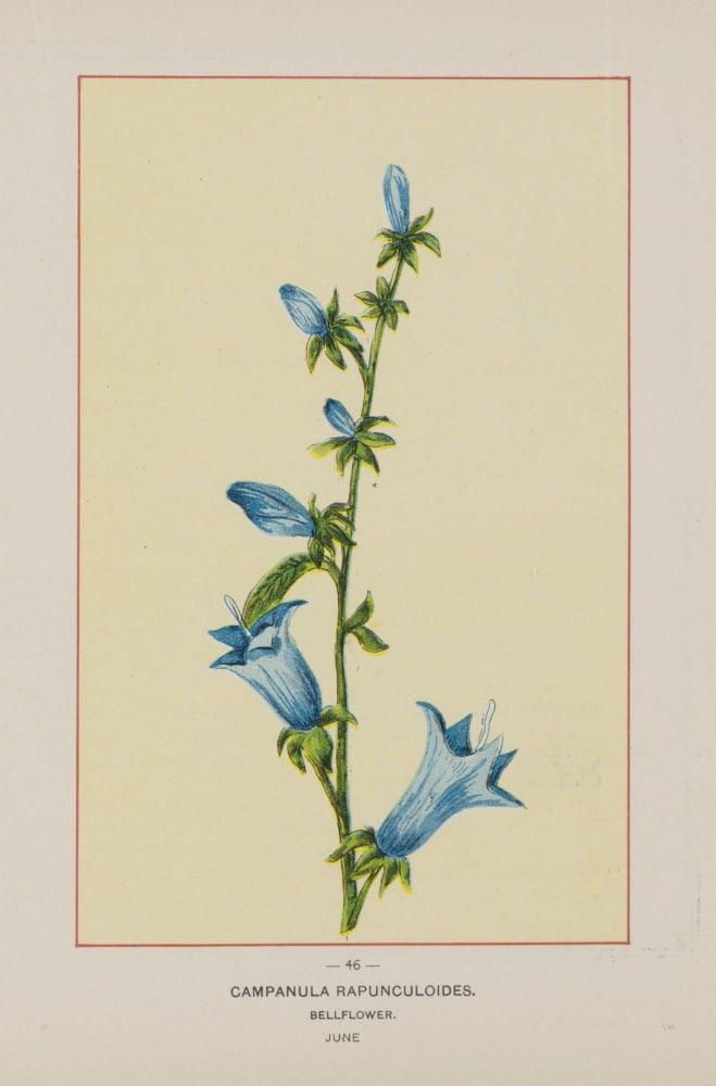 Wild Flowers of America 1894 Campanula Canvas Art - Unknown (24 x 36)