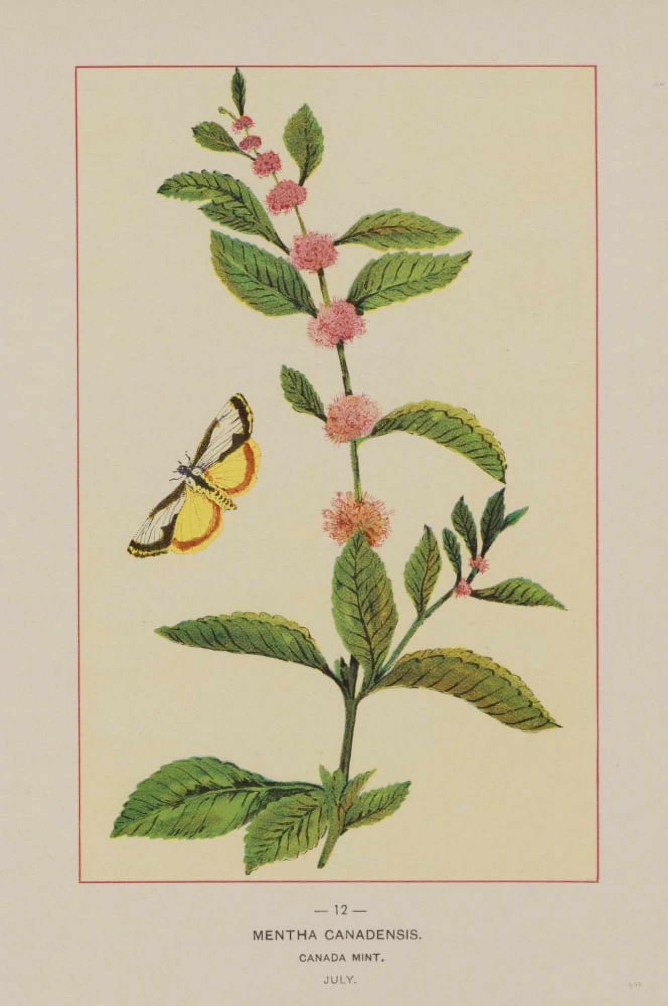 Wild Flowers of America 1894 Canada Mint Canvas Art - Unknown (18 x 24)
