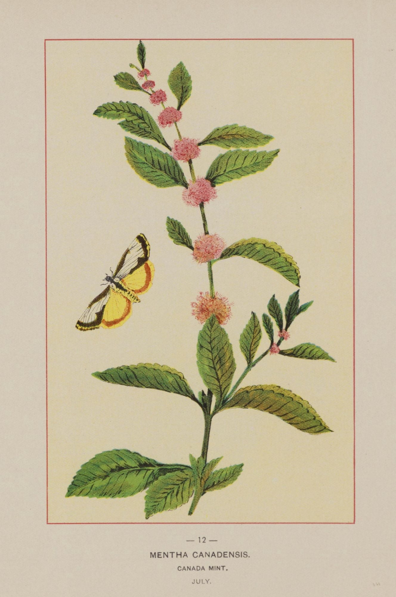 Wild Flowers of America 1894 Canada Mint Canvas Art - Unknown (24 x 36)