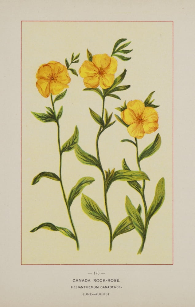 Wild Flowers of America 1894 Canada Rock-rose Canvas Art - Unknown (24 x 36)
