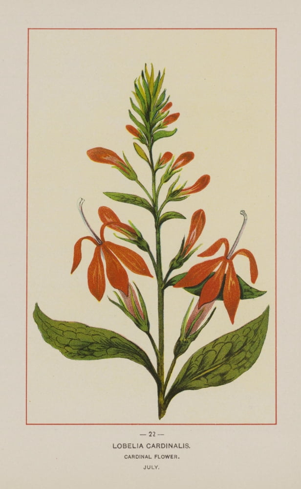 Wild Flowers of America 1894 Cardinal Flower Canvas Art - Unknown (18 x 24)