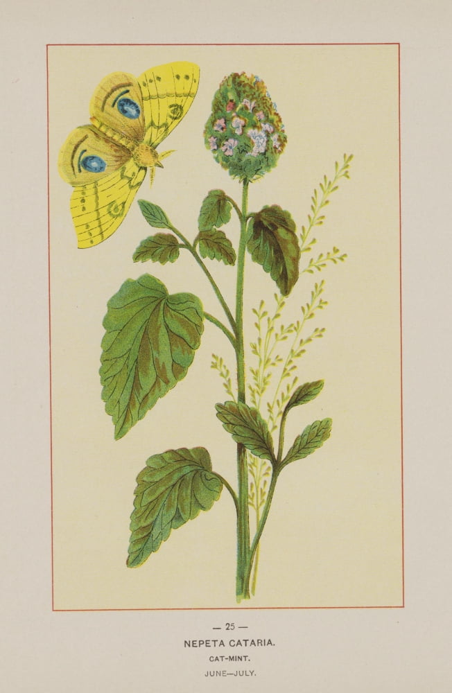 Wild Flowers of America 1894 Cat-mint Canvas Art - Unknown (18 x 24)