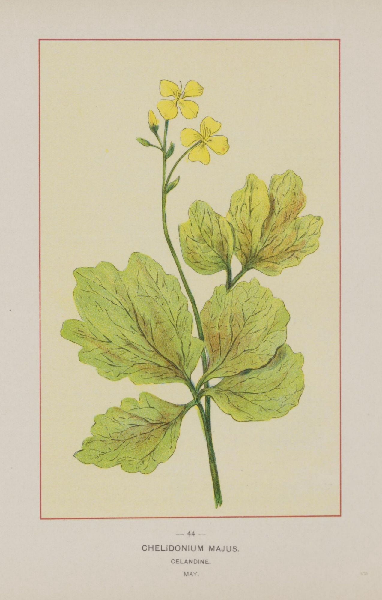 Wild Flowers of America 1894 Celandine Canvas Art - Unknown (24 x 36)