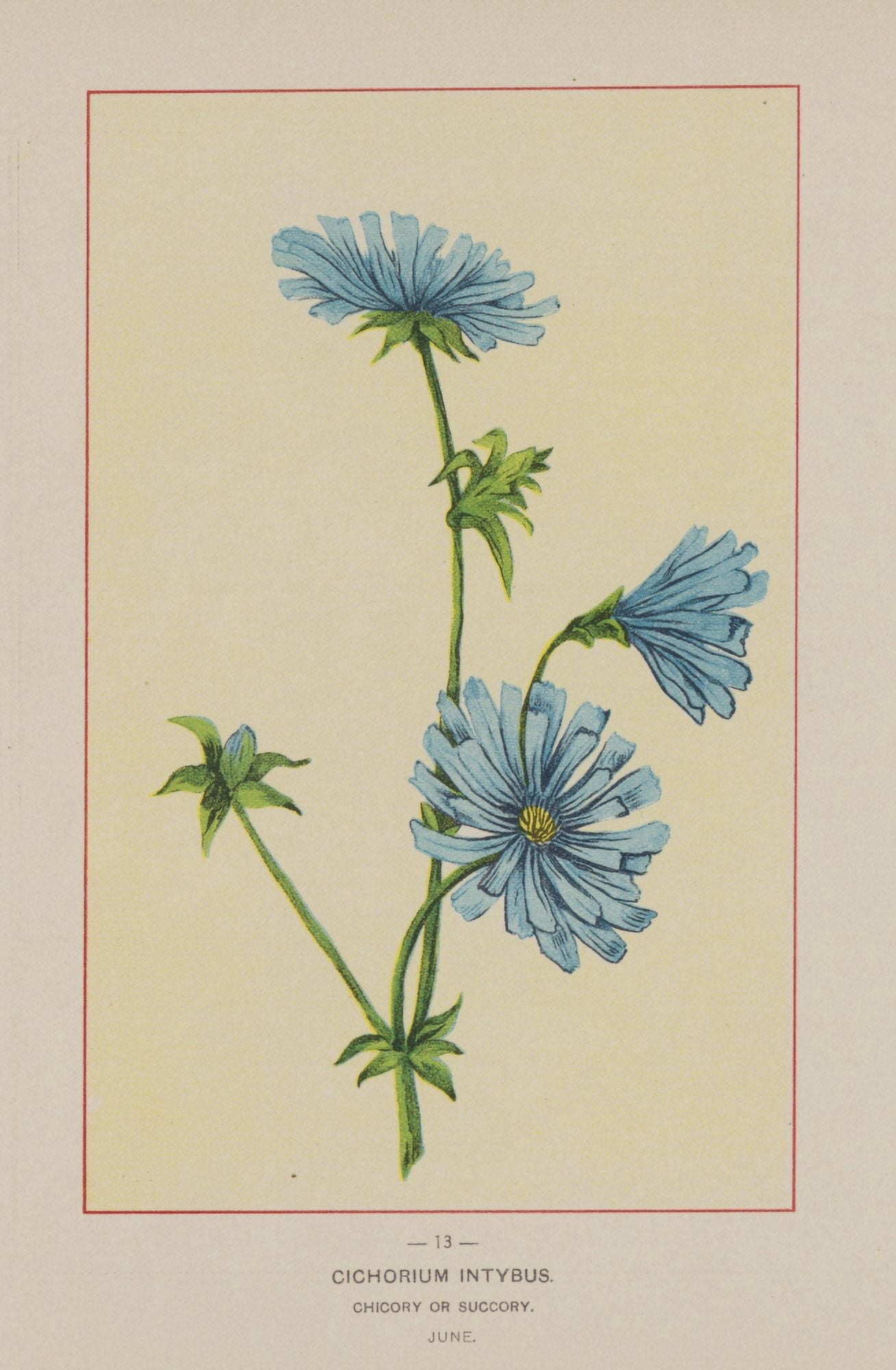 Wild Flowers of America 1894 Chicory Canvas Art - Unknown (24 x 36)