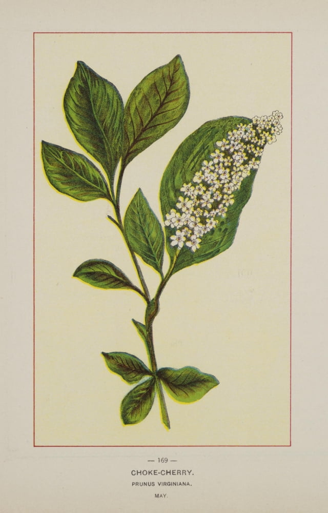 Wild Flowers of America 1894 Choke-cherry Canvas Art - Unknown (18 x 24)