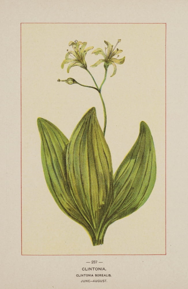 Wild Flowers of America 1894 Clintonia Canvas Art - Unknown (18 x 24)