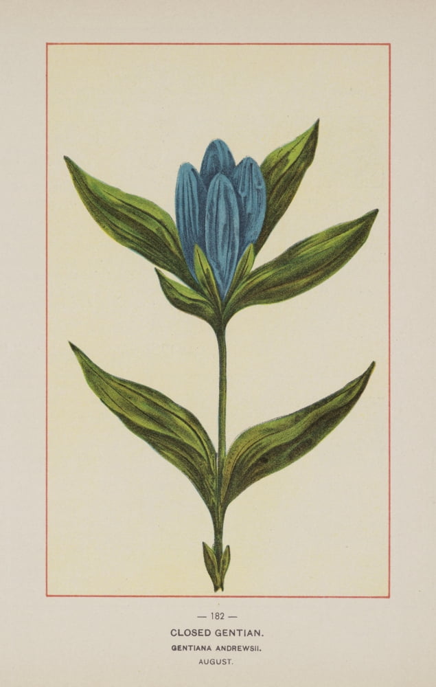 Wild Flowers of America 1894 Closed Gentian Canvas Art - Unknown (18 x 24)