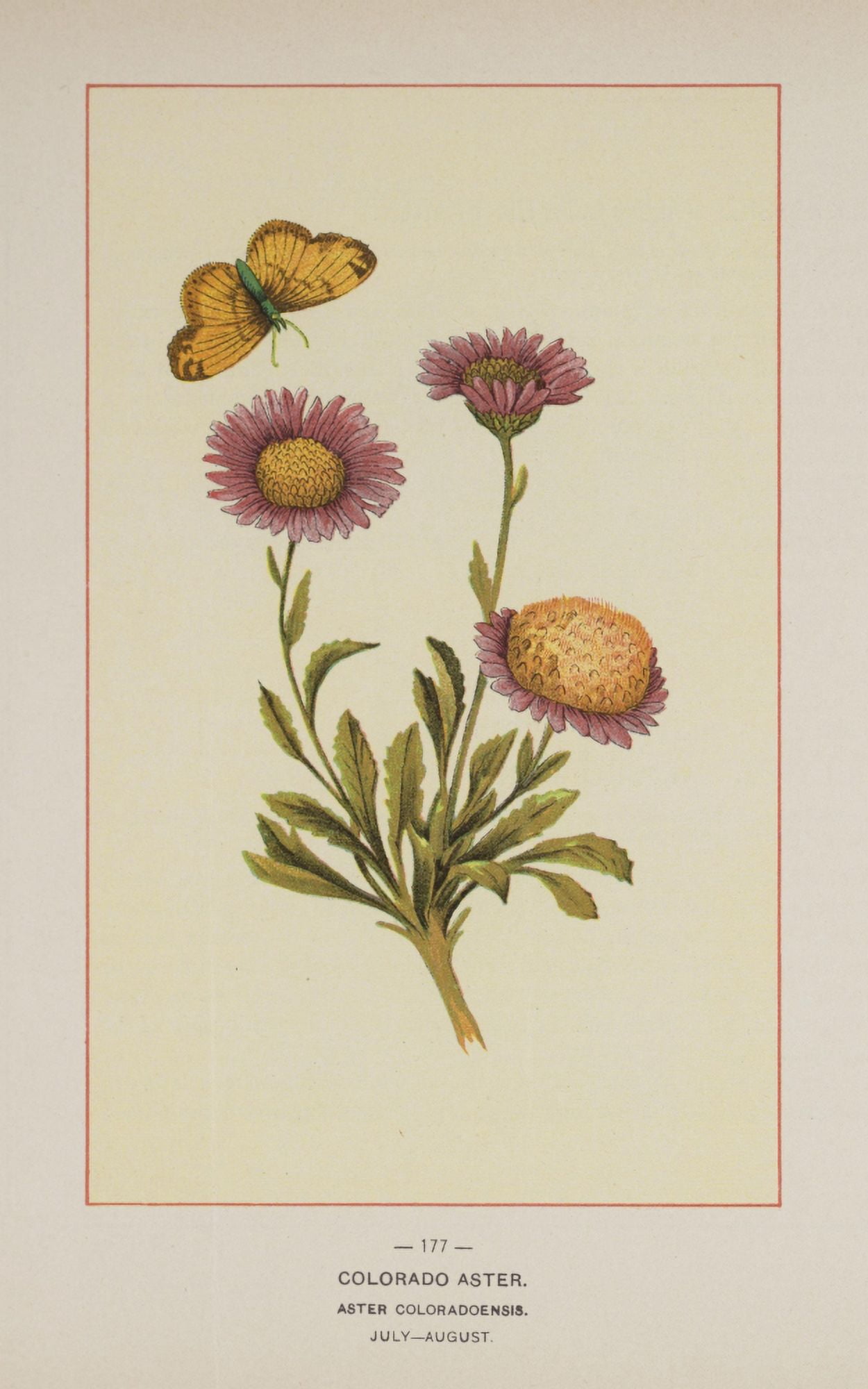Wild Flowers of America 1894 Colorado Aster Canvas Art - Unknown (18 x 24)