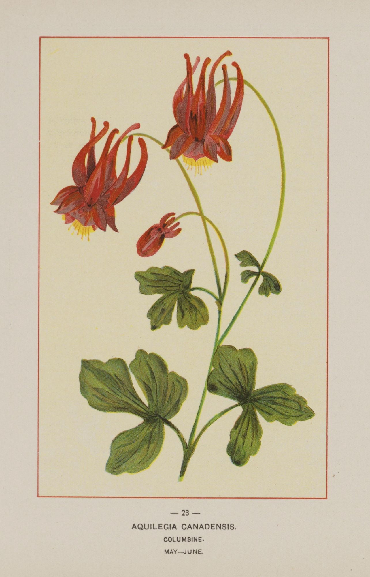 Wild Flowers of America 1894 Columbine Canvas Art - Unknown (24 x 36)