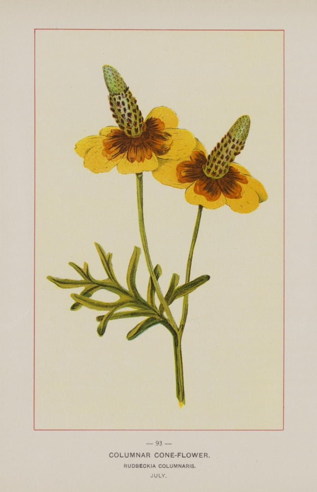 Wild Flowers of America 1894 Columnar Cone-flower Canvas Art - Unknown (24 x 36)