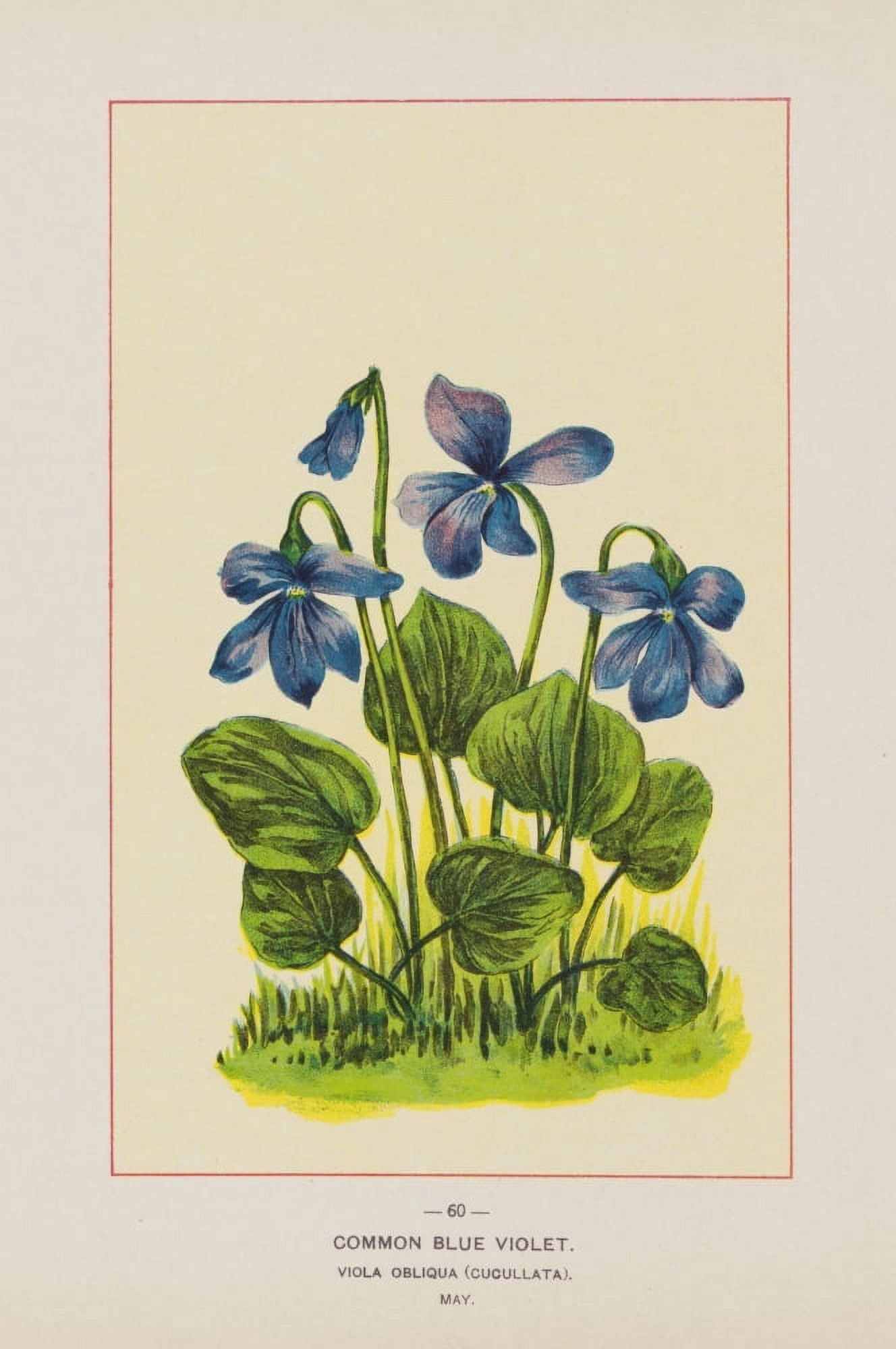 Wild Flowers of America 1894 Common Blue Violet Canvas Art - Unknown (18 x 24)