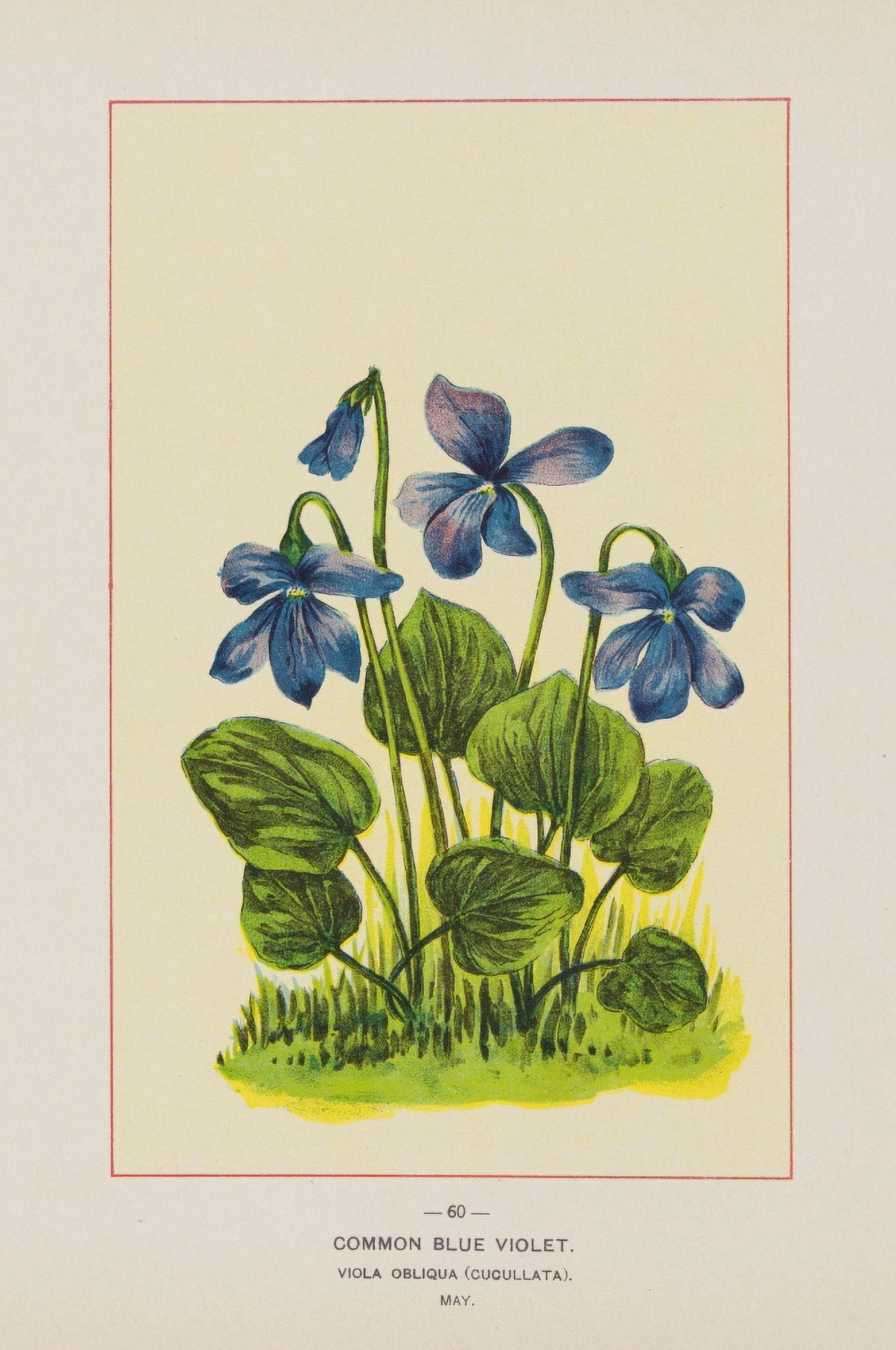 Wild Flowers of America 1894 Common Blue Violet Canvas Art - Unknown (24 x 36)