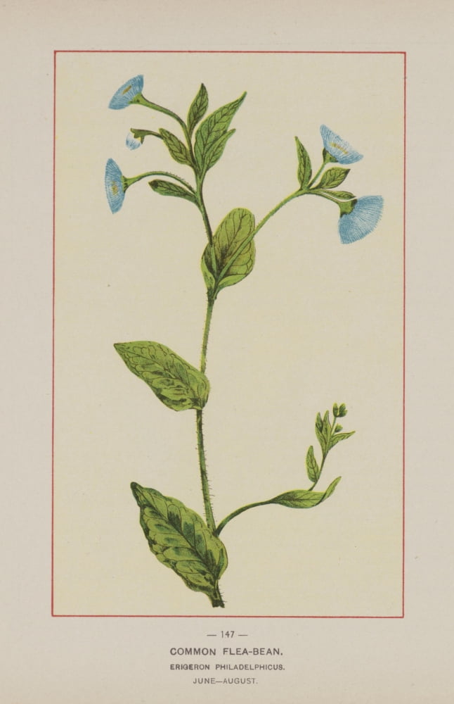 Wild Flowers of America 1894 Common Flea-bean Canvas Art - Unknown (24 x 36)