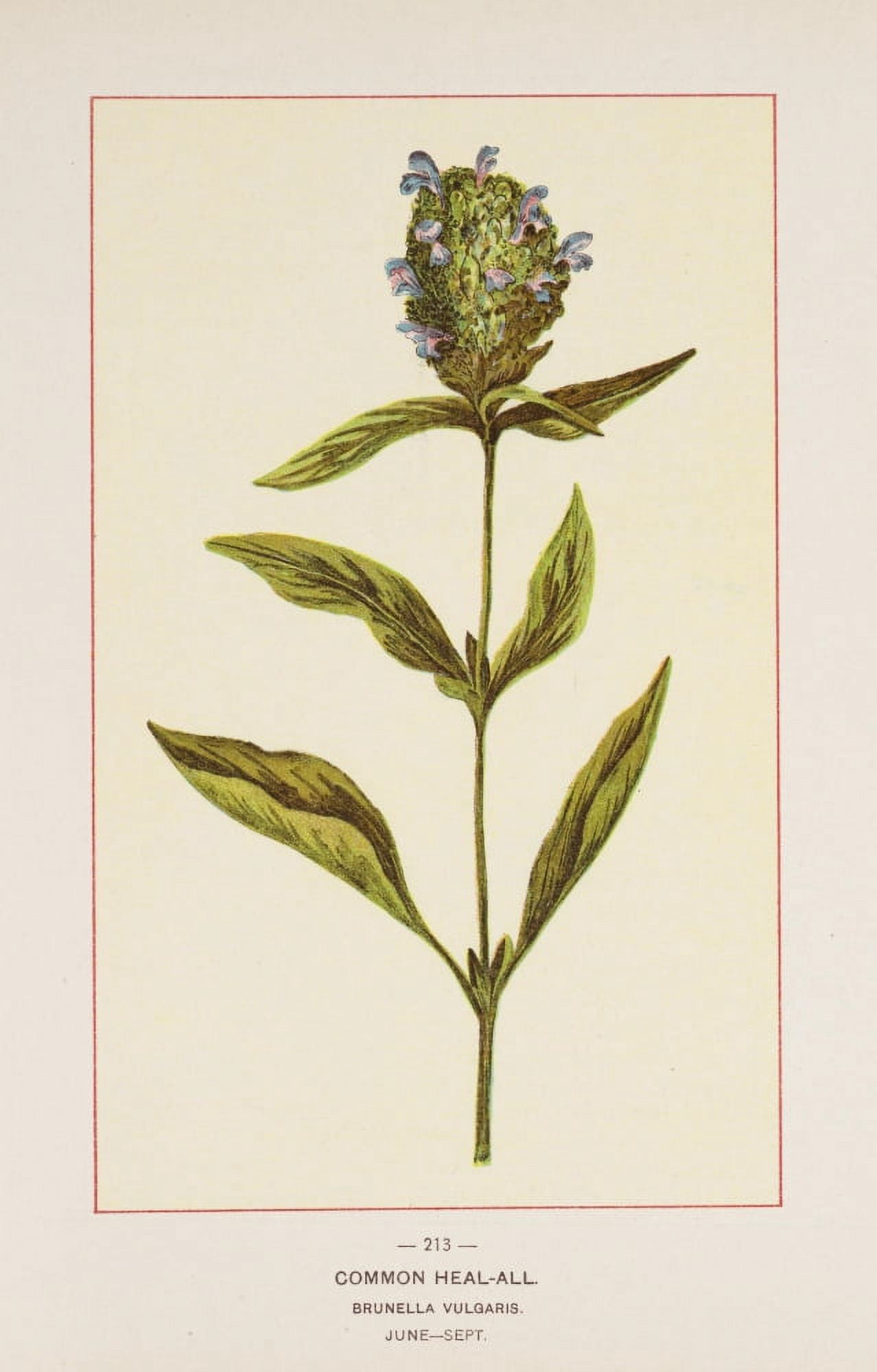 Wild Flowers of America 1894 Common Heal-all Canvas Art - Unknown (18 x 24)