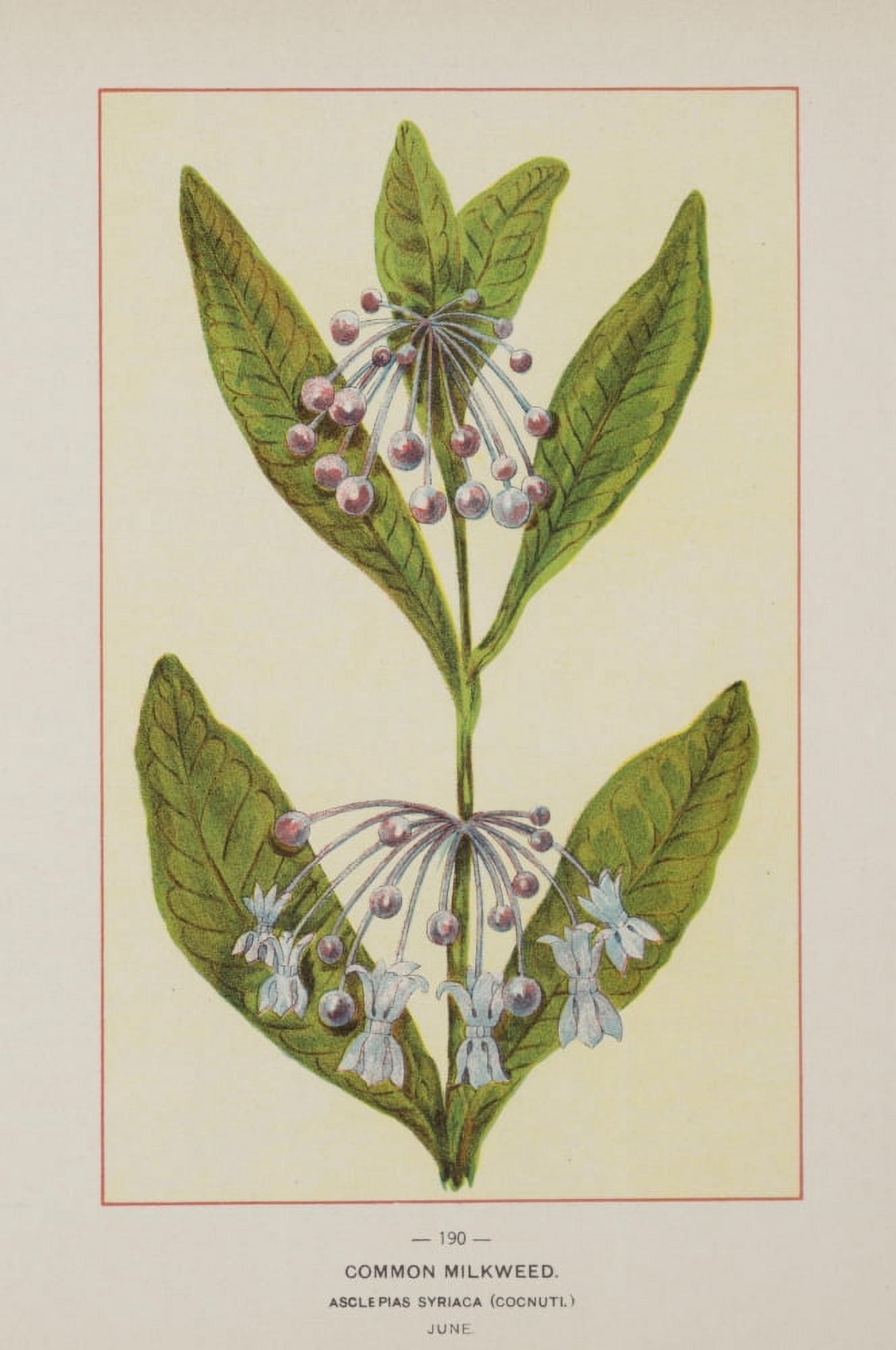 Wild Flowers of America 1894 Common Milkweed Canvas Art - Unknown (18 x 24)