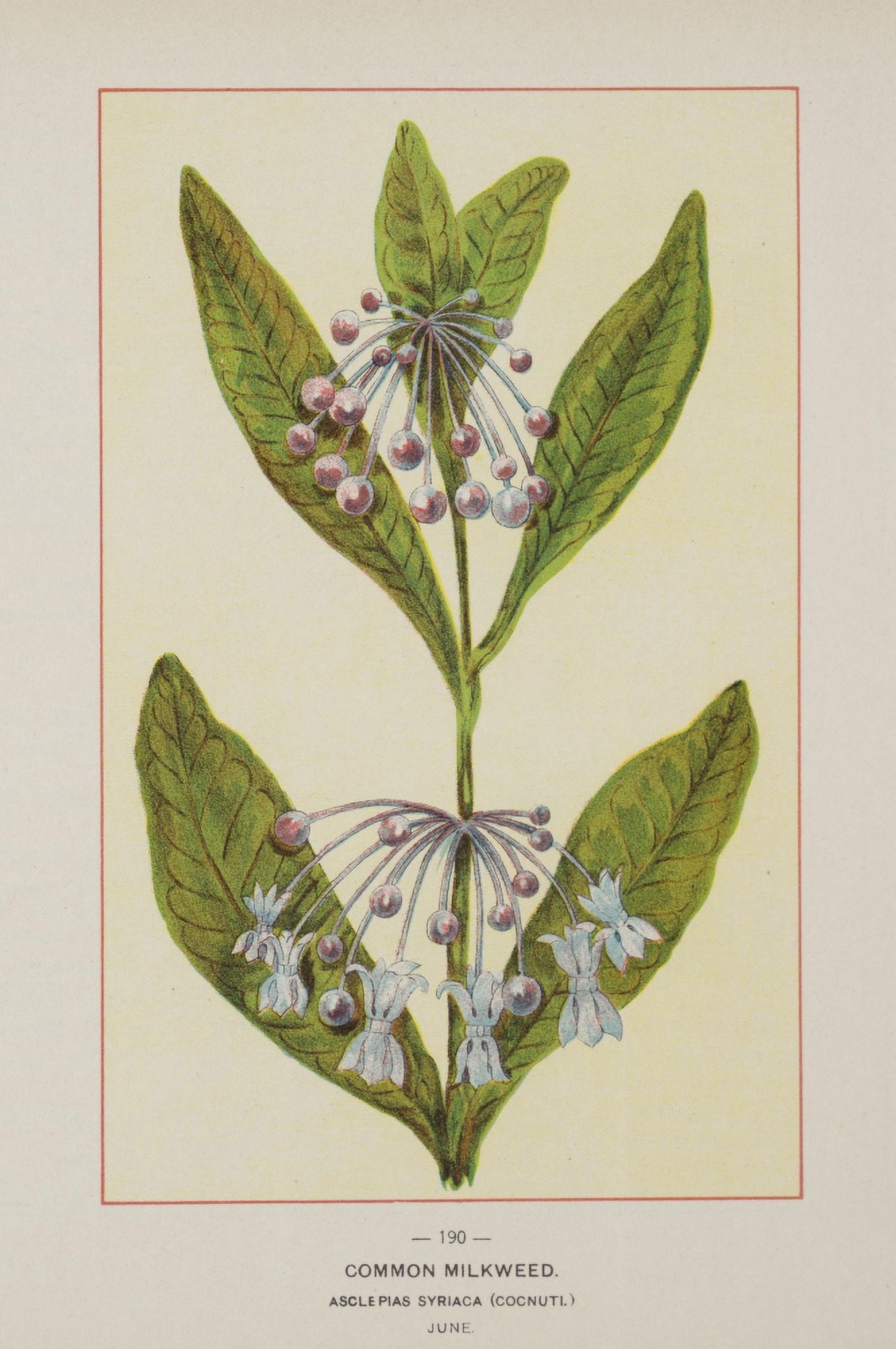Wild Flowers of America 1894 Common Milkweed Canvas Art - Unknown (24 x 36)
