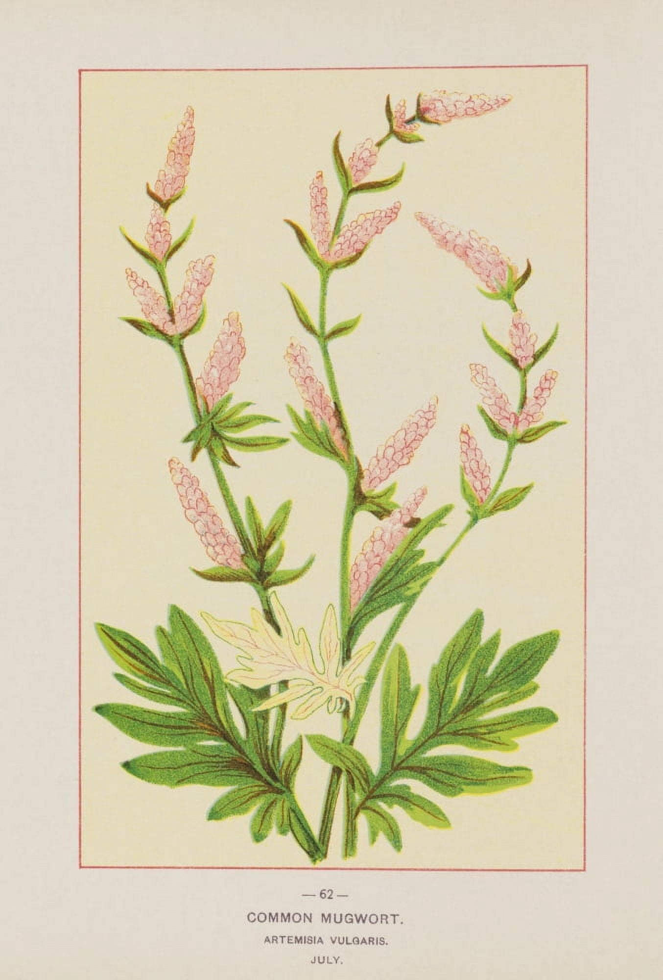 Wild Flowers of America 1894 Common Mugwort Canvas Art - Unknown (18 x 24)
