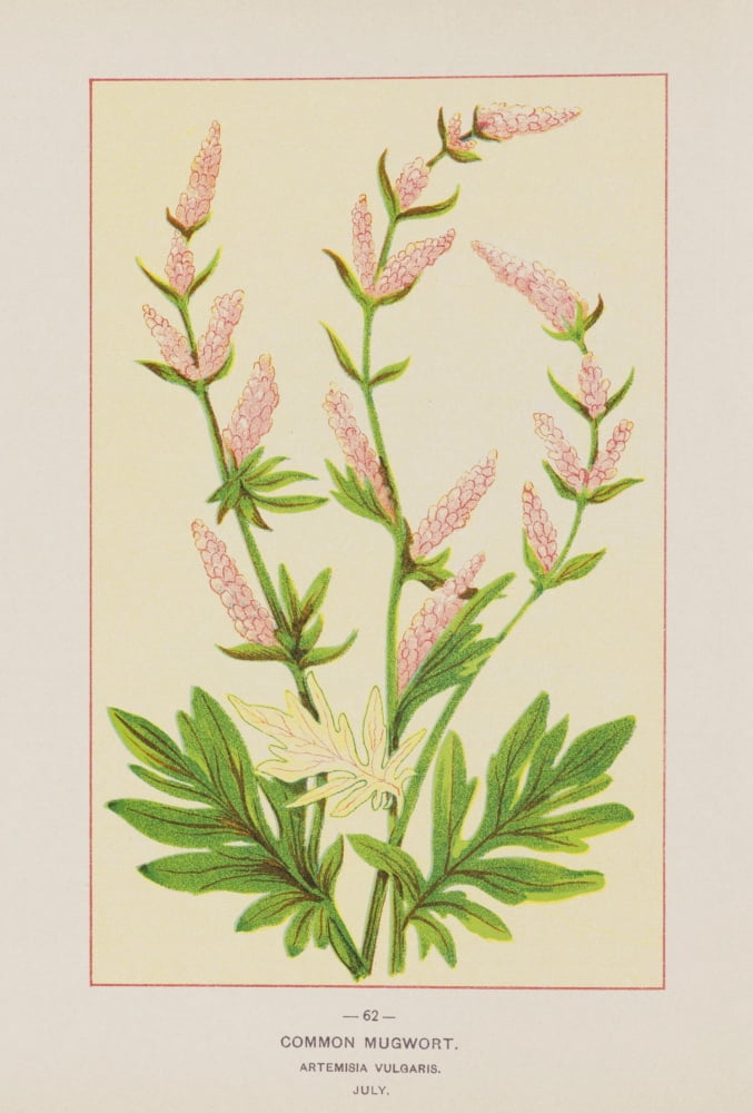 Wild Flowers of America 1894 Common Mugwort Canvas Art - Unknown (24 x 36)