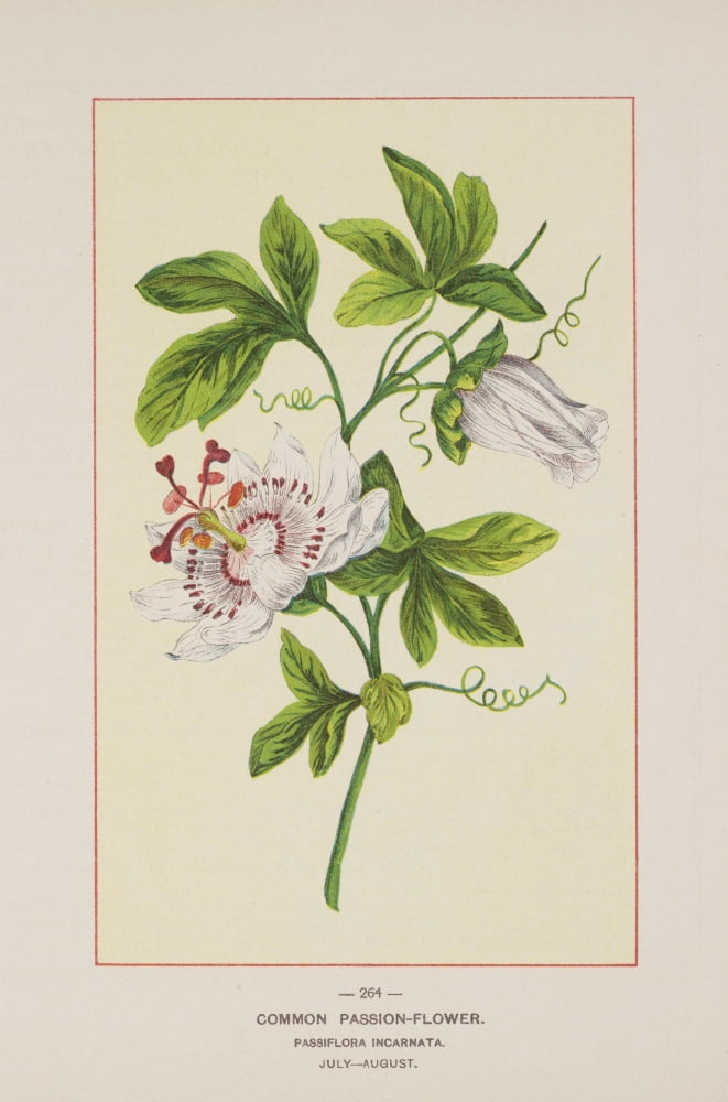 Wild Flowers of America 1894 Common Passion-flower Canvas Art - Unknown (24 x 36)