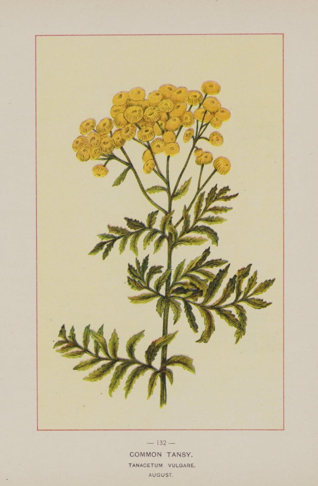 Wild Flowers of America 1894 Common Tansy Canvas Art - Unknown (18 x 24)