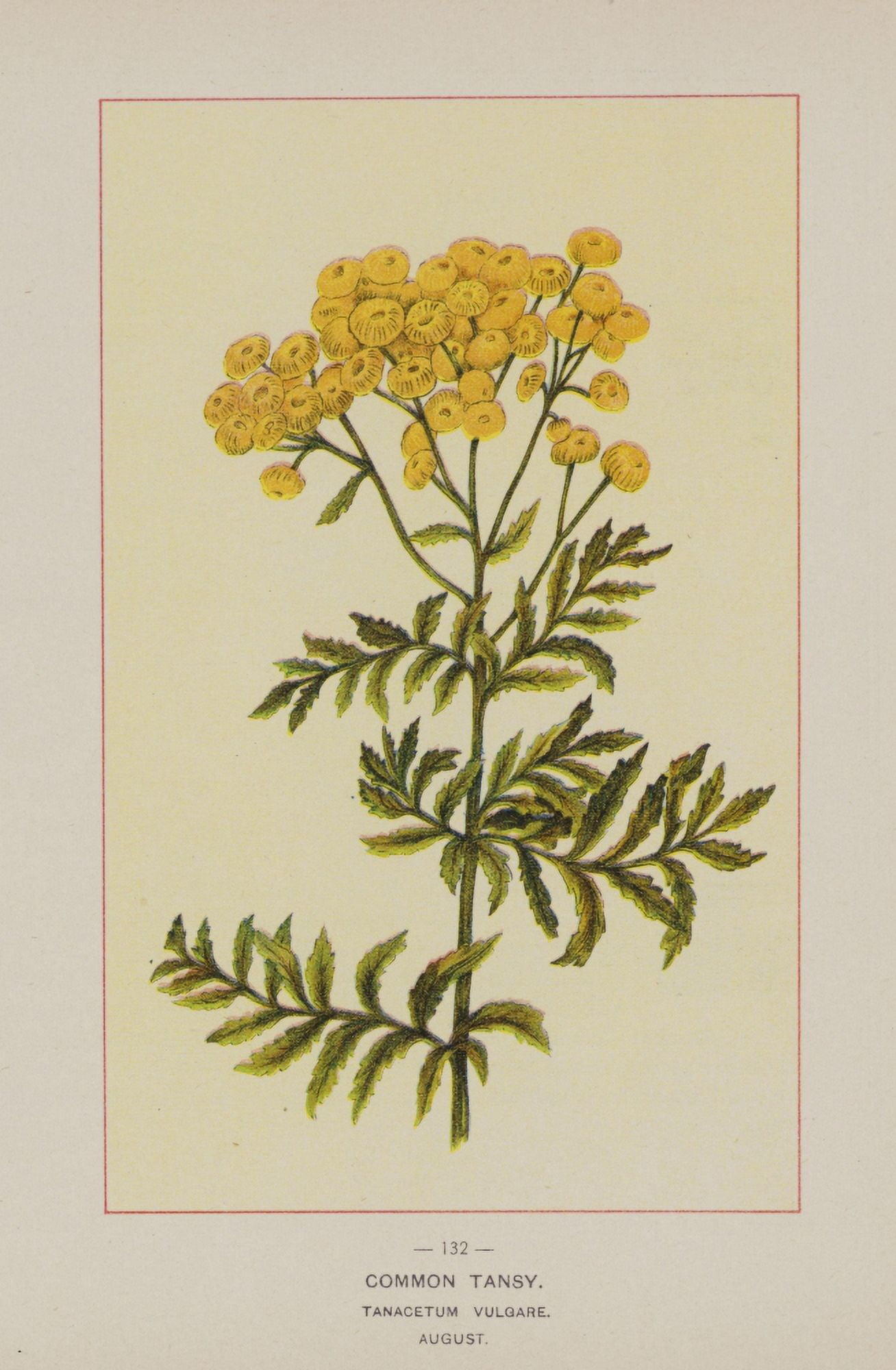 Wild Flowers of America 1894 Common Tansy Canvas Art - Unknown (24 x 36)