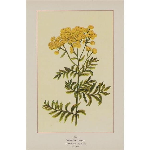 Wild Flowers of America 1894 Common Tansy Poster Print by Unknown