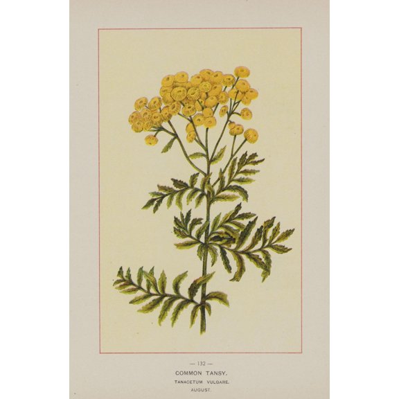 Wild Flowers of America 1894 Common Tansy Poster Print by Unknown
