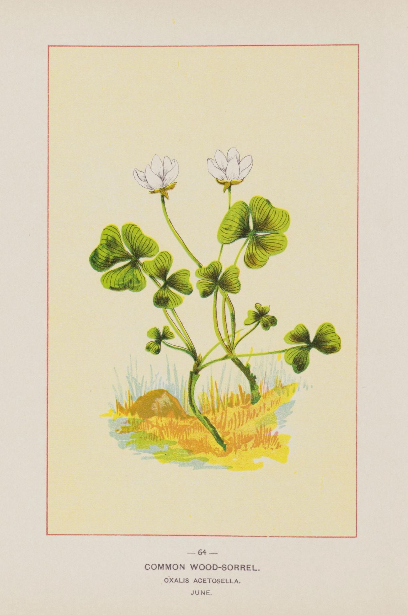 Wild Flowers of America 1894 Common Wood-Sorrel Canvas Art - Unknown (24 x 36)
