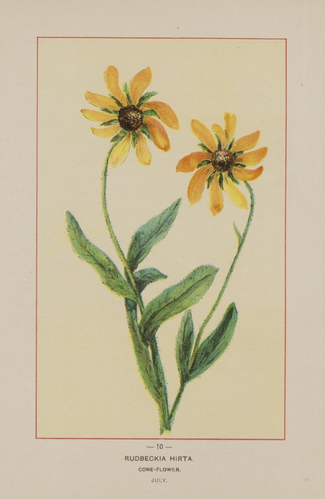 Wild Flowers of America 1894 Cone-flower Canvas Art - Unknown (24 x 36)