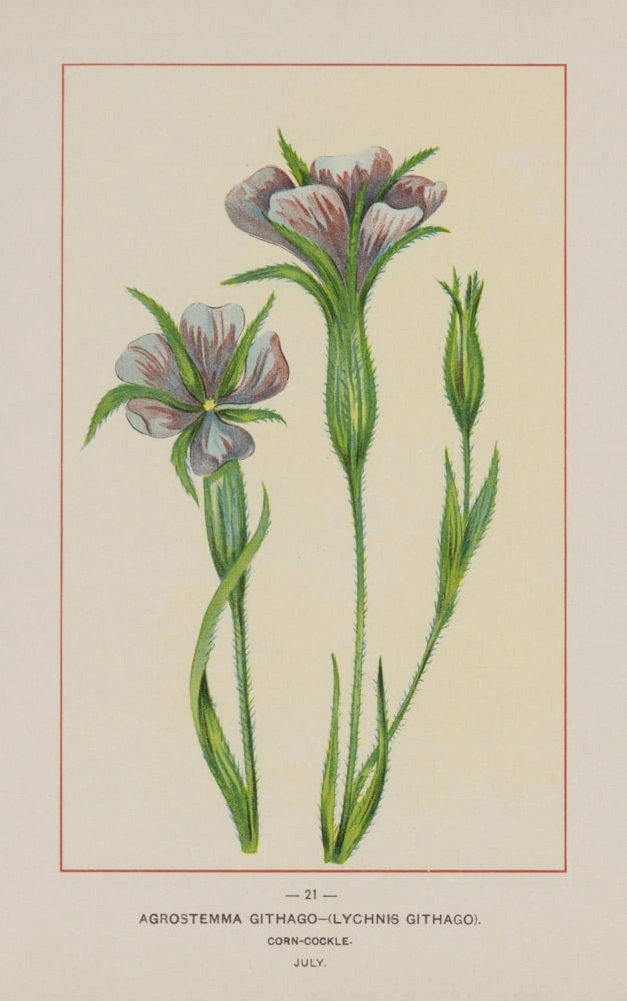 Wild Flowers of America 1894 Corn Cockle Canvas Art - Unknown (18 x 24)