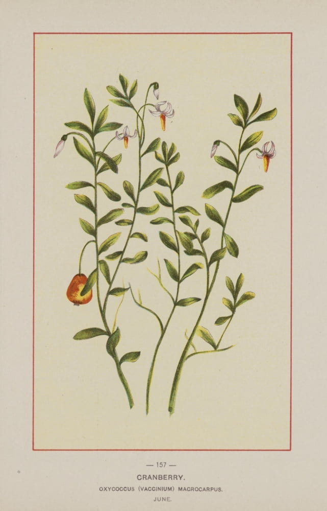 Wild Flowers of America 1894 Cranberry Canvas Art - Unknown (24 x 36)