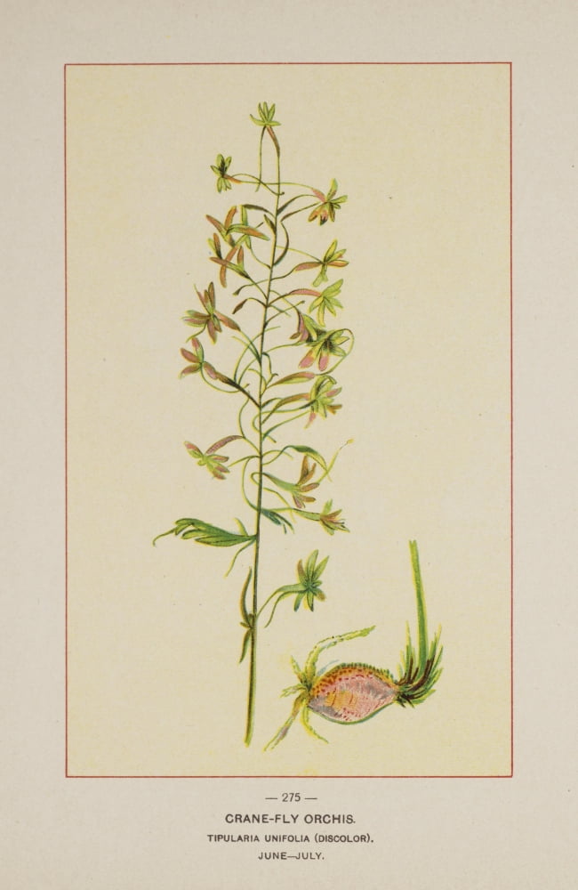 Wild Flowers of America 1894 Crane-fly Orchis Canvas Art - Unknown (24 x 36)