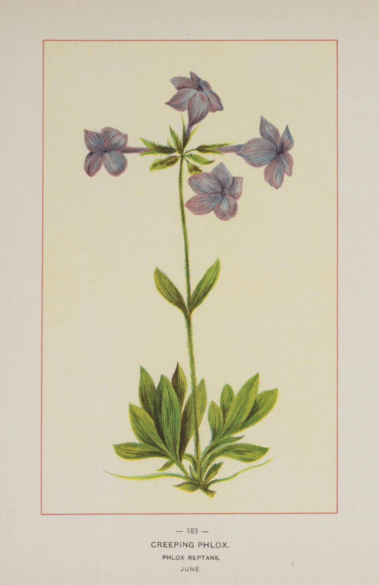 Wild Flowers of America 1894 Creeping Phlox Canvas Art - Unknown (24 x 36)