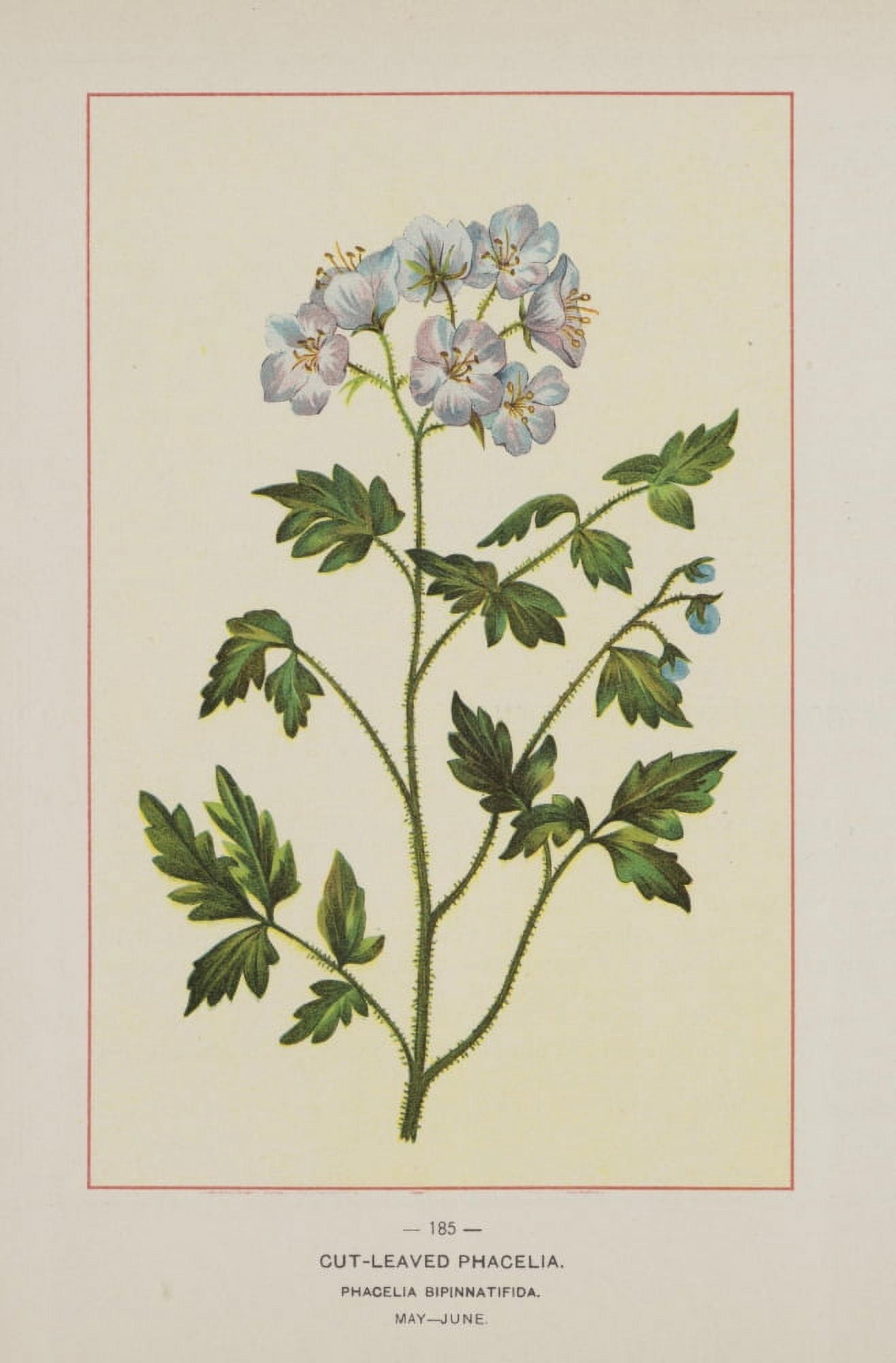 Wild Flowers of America 1894 Cut-leaved Phacelia Canvas Art - Unknown (24 x 36)