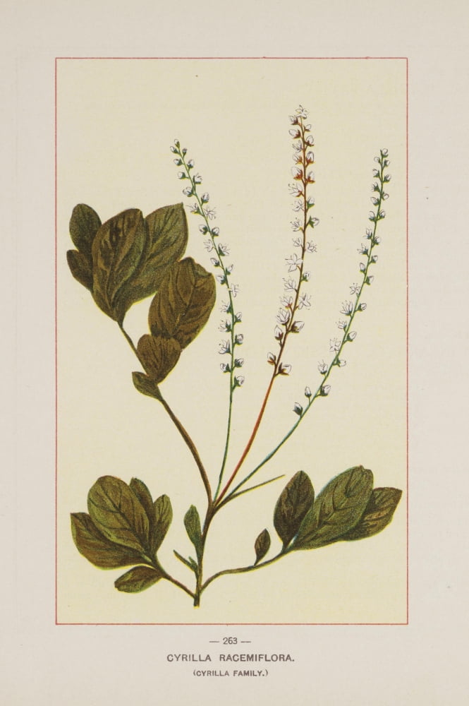 Wild Flowers of America 1894 Cyrilla Racemiflora Canvas Art - Unknown (24 x 36)