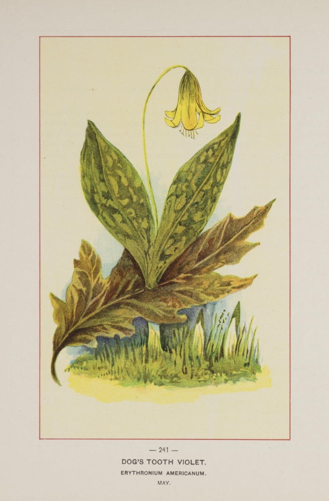 Wild Flowers of America 1894 Dogs Tooth Violet Canvas Art - Unknown (18 x 24)