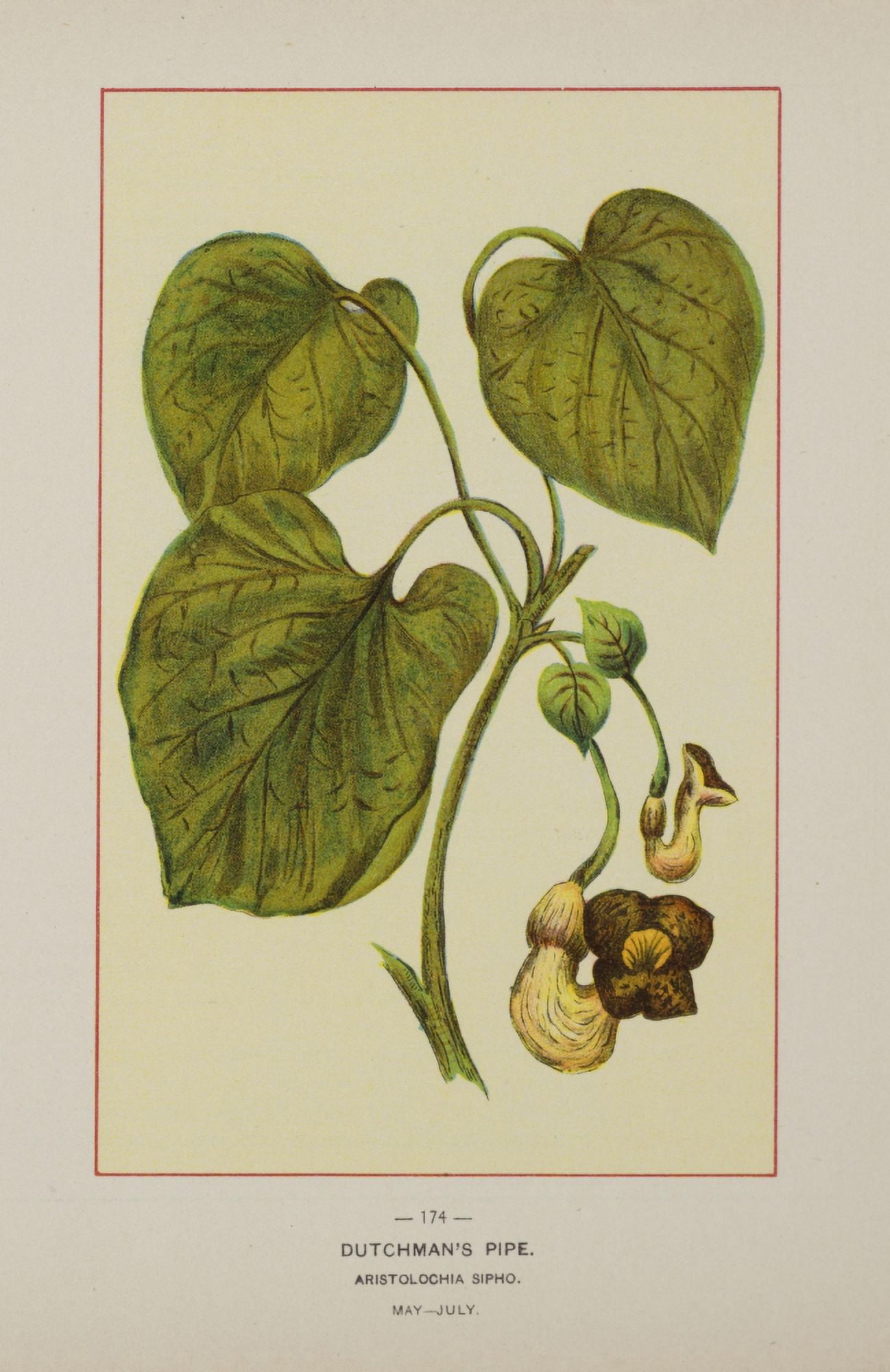 Wild Flowers of America 1894 Dutchmans Pipe Canvas Art - Unknown (24 x 36)