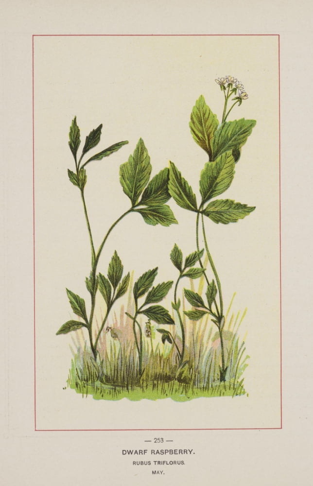 Wild Flowers of America 1894 Dwarf Raspberry Canvas Art - Unknown (18 x 24)