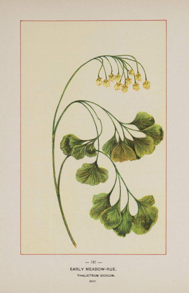 Wild Flowers of America 1894 Early Meadow-Rue Canvas Art - Unknown (24 x 36)