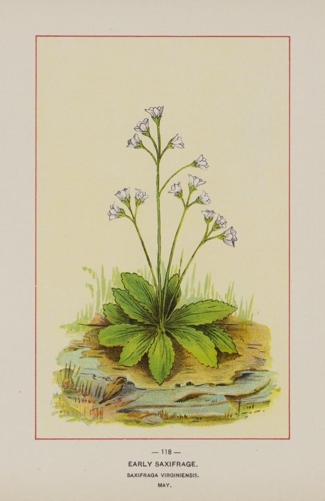 Wild Flowers of America 1894 Early Saxifrage Canvas Art - Unknown (18 x 24)