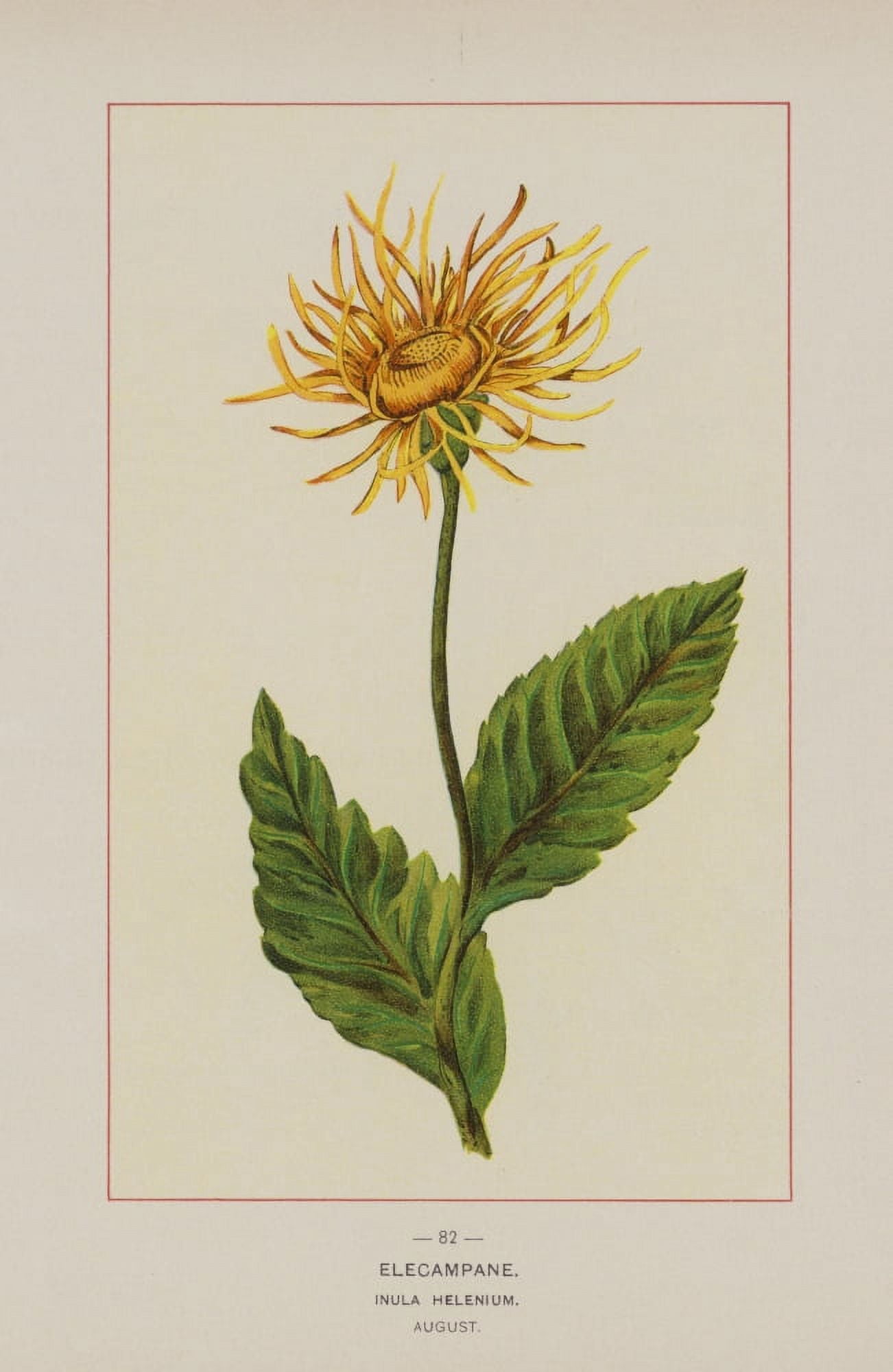 Wild Flowers of America 1894 Elecampane Canvas Art - Unknown (18 x 24)