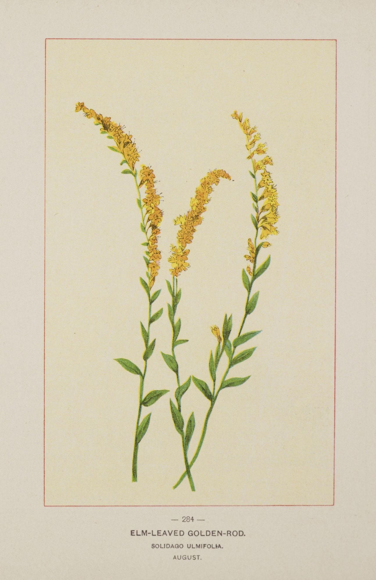 Wild Flowers of America 1894 Elm-leaved Golden-rod Canvas Art - Unknown (24 x 36)
